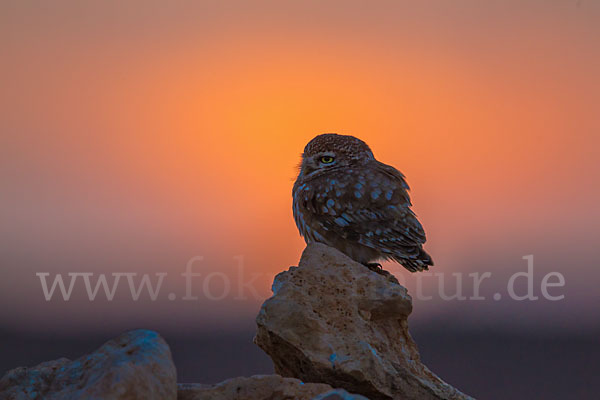 Steinkauz (Athene noctua)