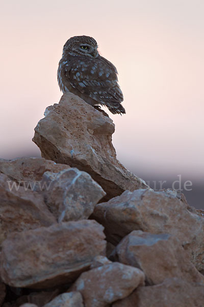 Steinkauz (Athene noctua)