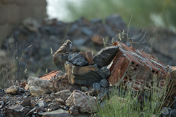 Steinkauz (Athene noctua)