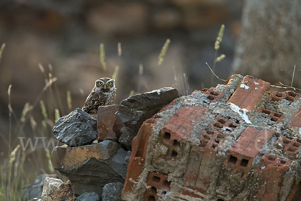 Steinkauz (Athene noctua)