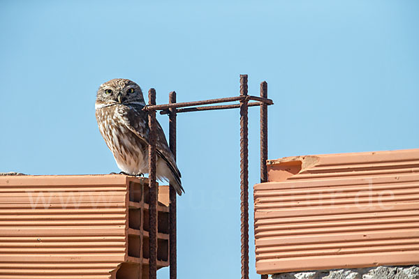 Steinkauz (Athene noctua)