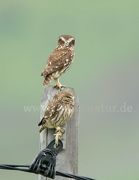 Steinkauz (Athene noctua)