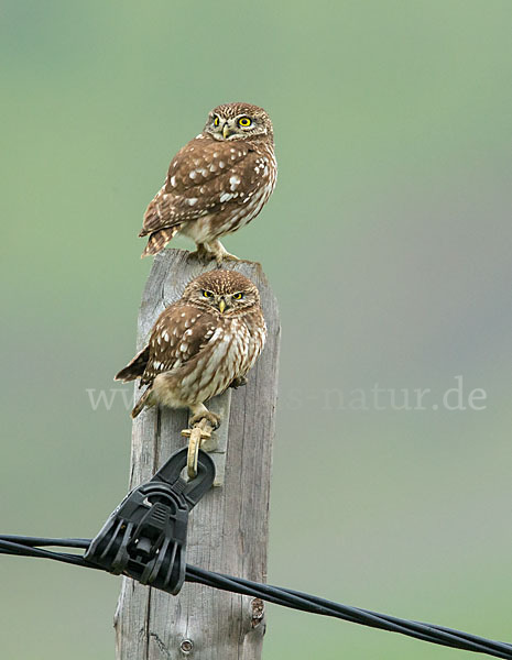 Steinkauz (Athene noctua)