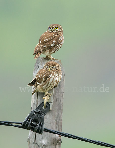 Steinkauz (Athene noctua)