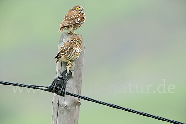 Steinkauz (Athene noctua)