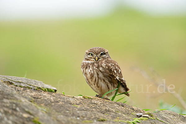 Steinkauz (Athene noctua)