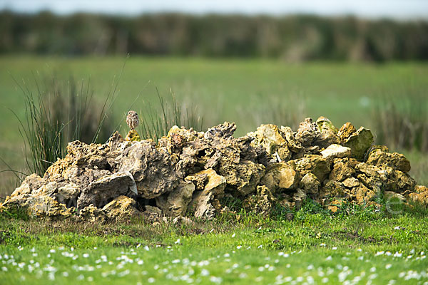 Steinkauz (Athene noctua)