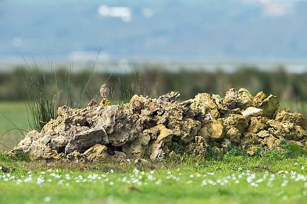 Steinkauz (Athene noctua)