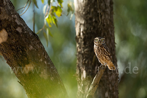 Steinkauz (Athene noctua)