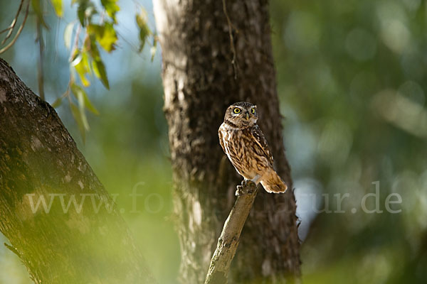 Steinkauz (Athene noctua)