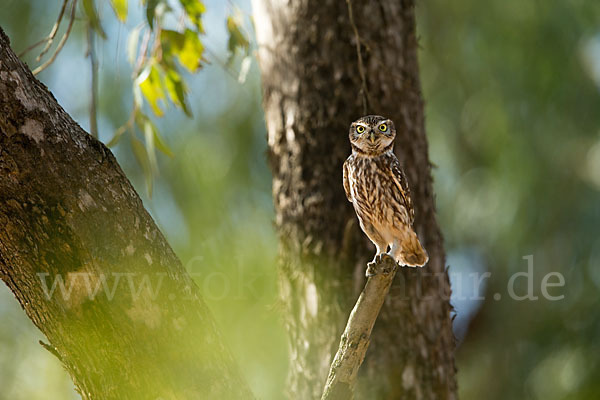 Steinkauz (Athene noctua)