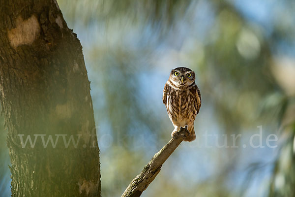 Steinkauz (Athene noctua)