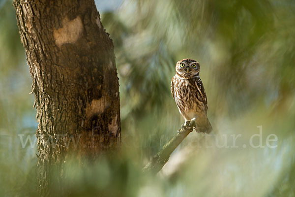 Steinkauz (Athene noctua)