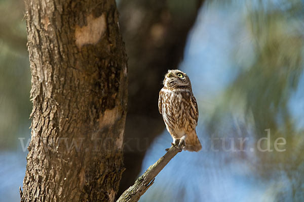 Steinkauz (Athene noctua)