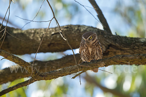 Steinkauz (Athene noctua)