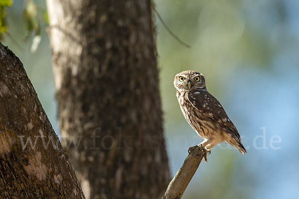 Steinkauz (Athene noctua)