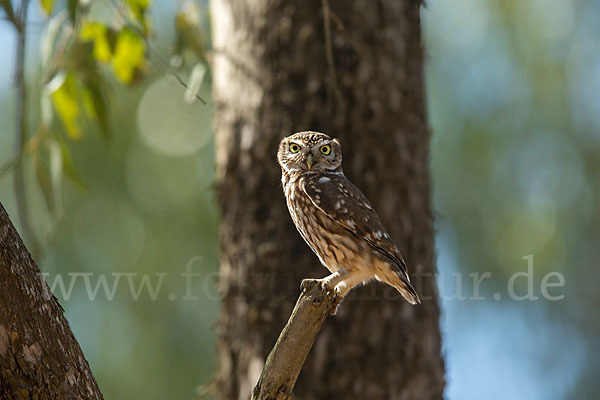 Steinkauz (Athene noctua)