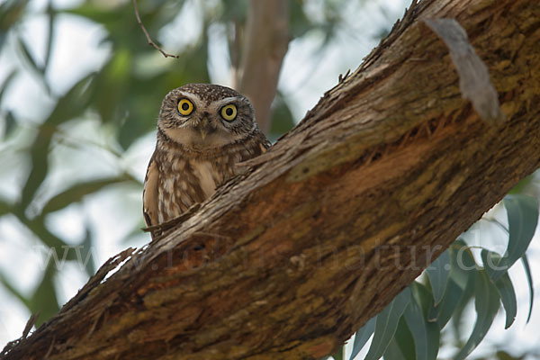 Steinkauz (Athene noctua)