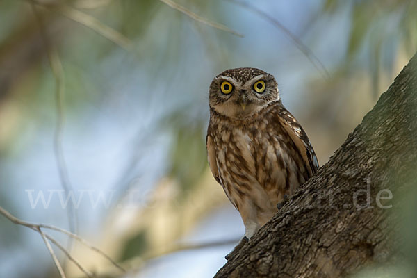 Steinkauz (Athene noctua)