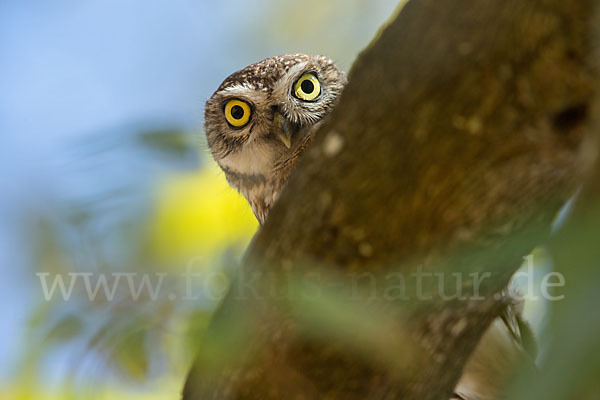 Steinkauz (Athene noctua)