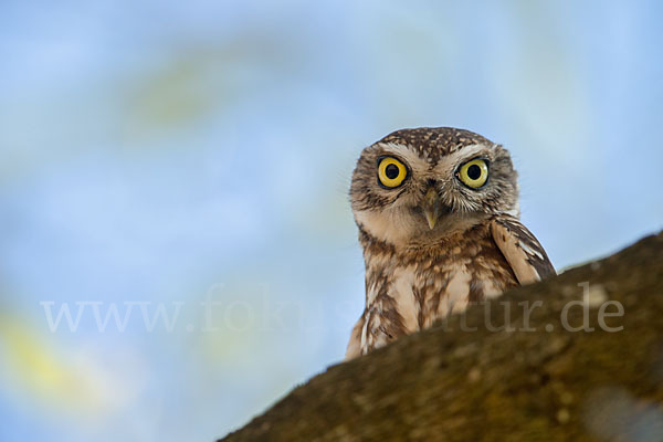 Steinkauz (Athene noctua)