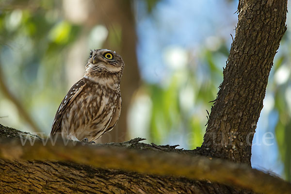 Steinkauz (Athene noctua)