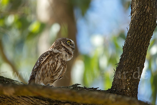 Steinkauz (Athene noctua)