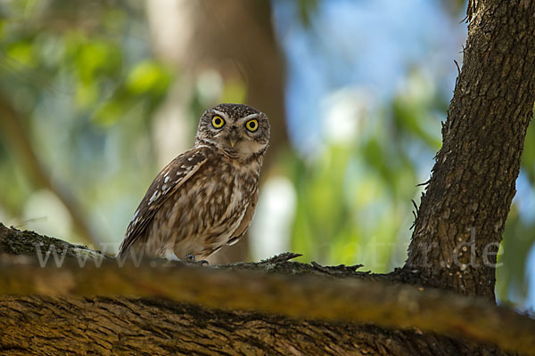 Steinkauz (Athene noctua)