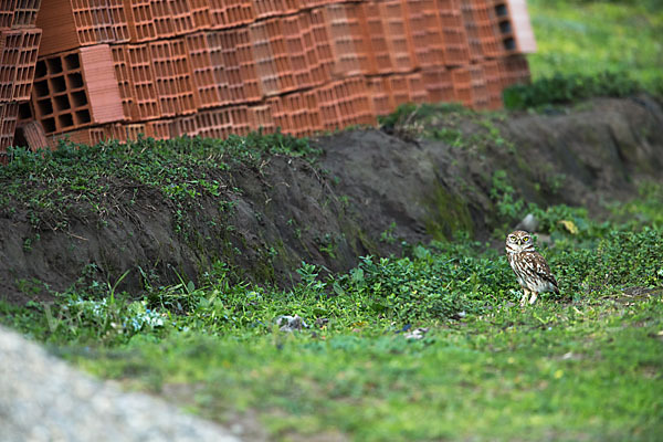 Steinkauz (Athene noctua)