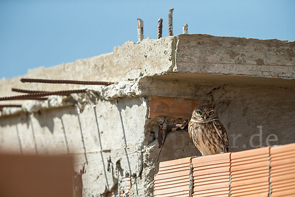 Steinkauz (Athene noctua)