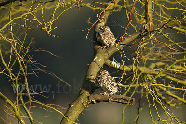 Steinkauz (Athene noctua)