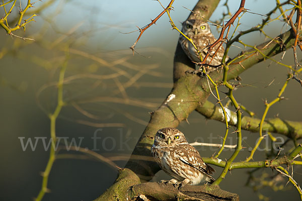 Steinkauz (Athene noctua)