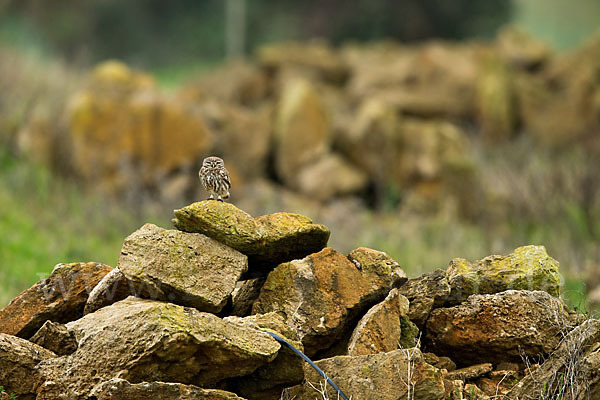 Steinkauz (Athene noctua)