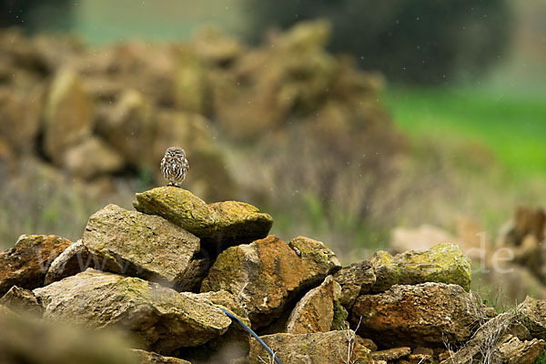 Steinkauz (Athene noctua)