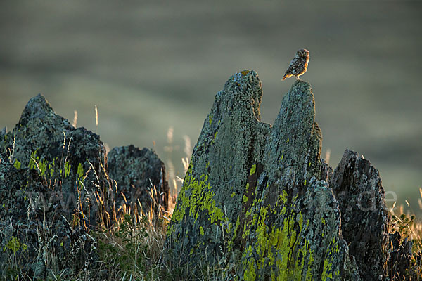 Steinkauz (Athene noctua)