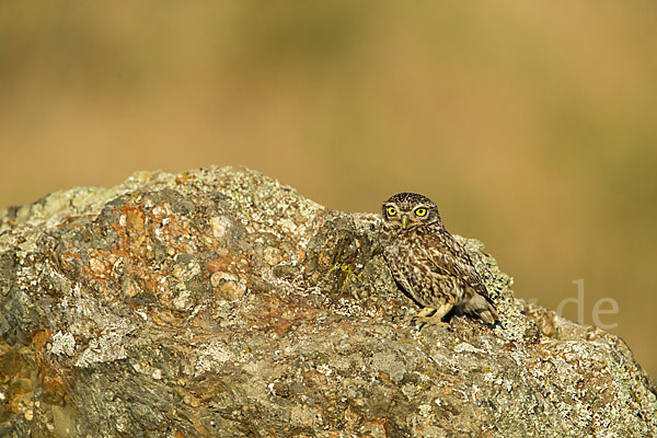 Steinkauz (Athene noctua)