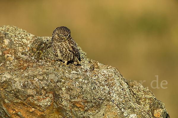 Steinkauz (Athene noctua)