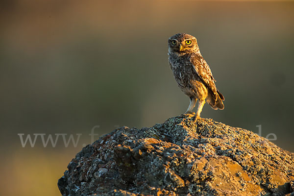 Steinkauz (Athene noctua)