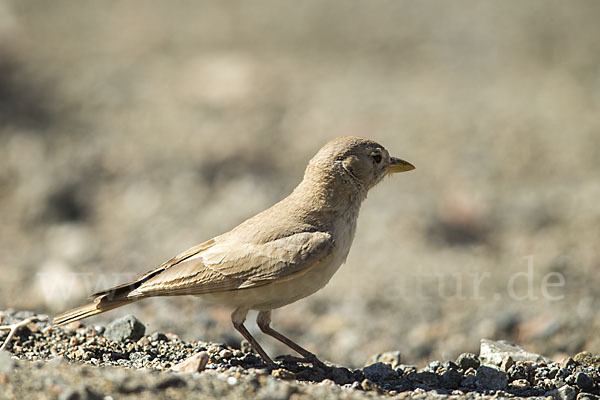 Steinlerche (Ammomanes deserti)