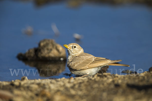 Steinlerche (Ammomanes deserti)