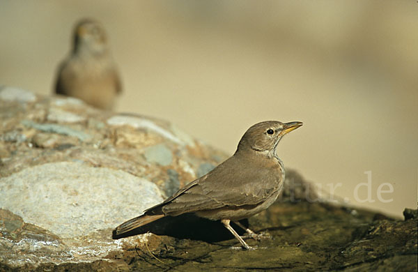 Steinlerche (Ammomanes deserti)