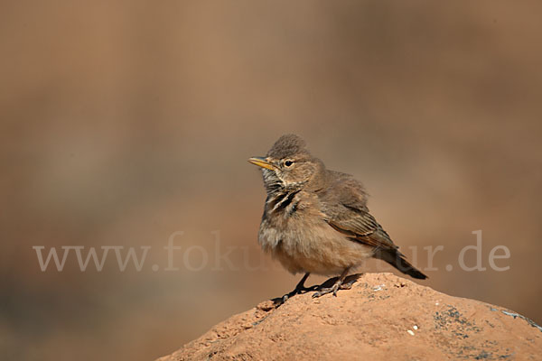 Steinlerche (Ammomanes deserti)