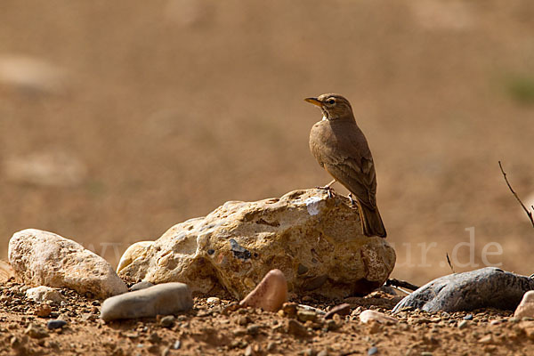 Steinlerche (Ammomanes deserti)