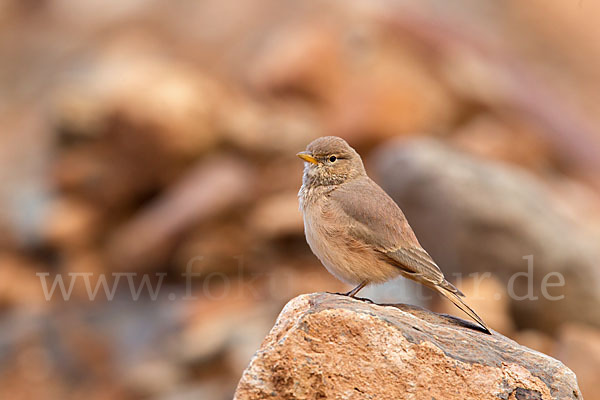 Steinlerche (Ammomanes deserti)