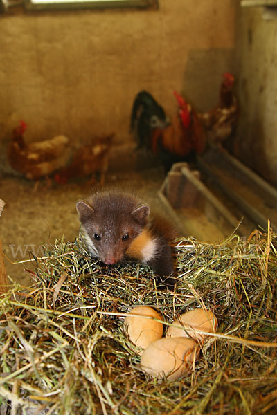 Steinmarder (Martes foina)