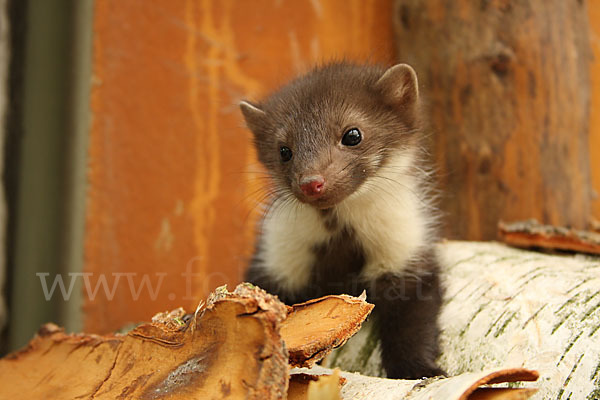 Steinmarder (Martes foina)