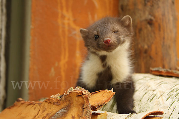 Steinmarder (Martes foina)