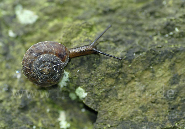 Steinpicker (Helicigona lapicida)