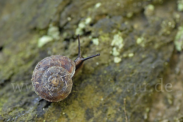 Steinpicker (Helicigona lapicida)