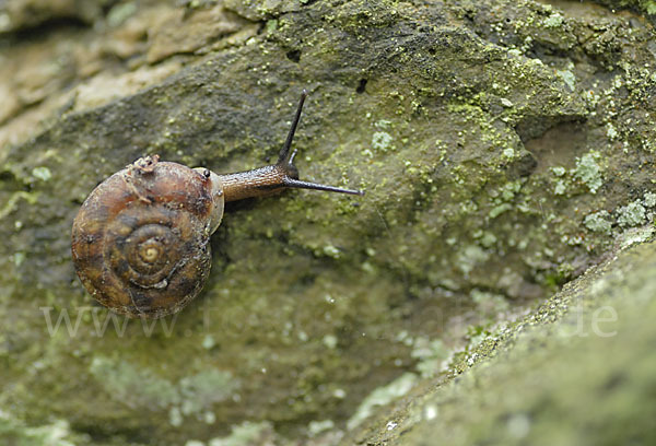 Steinpicker (Helicigona lapicida)